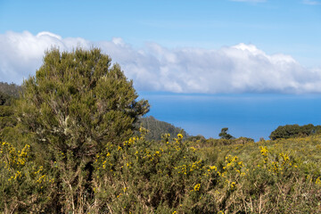 Obraz premium Ginster (Genista maderensis) und Baumheide (Erica arborea)
