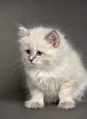 Cute White kitten with blue eyes portrait. Cat kid animal with interested, question facial face expression. Small white kitten on white background