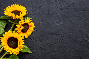 Yellow sunflowers with black seeds. Harvest season background