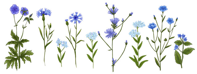 Fototapeta na wymiar Wild flowers and meadow grasses. Summer field flowers. Botanical illustration. Blue flowers, cornflower, forget-me-not, chicory