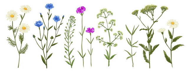 Fototapeta na wymiar Wild flowers and meadow grasses. Summer field flowers. Botanical illustration. flax, chamomile, carnation