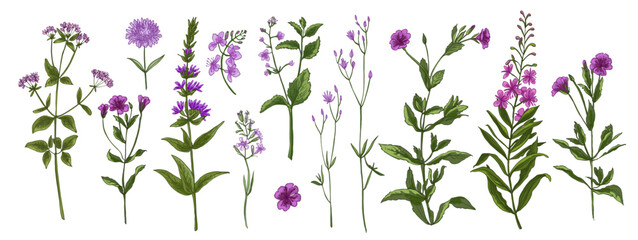 Wild flowers and meadow grasses. Summer field flowers. Botanical illustration.