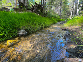 Elizabeth Lake Creek, Angeles National Forest