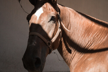 caballo © Salvador De Quinta