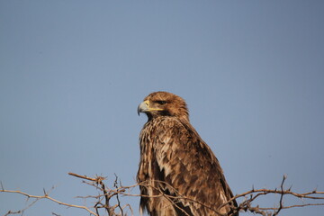 Mighty Imperial eagle 
