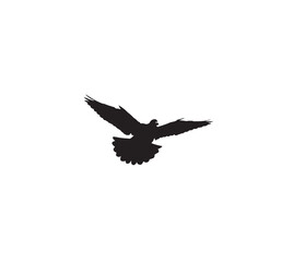 eagle silhouette isolated on white