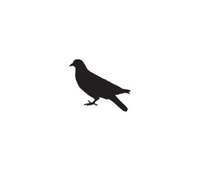 bird on a branch