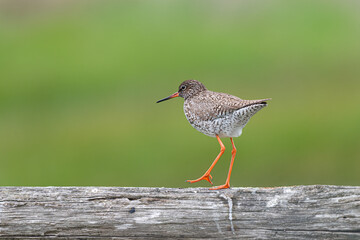 Redshank Tringa totanus walking on wooden post on green background