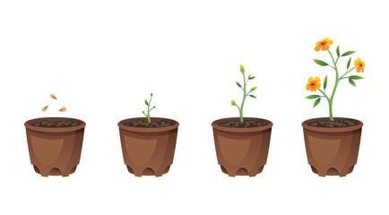 Flower growth stages in brown pot on white background. Phases from seed to sprout and bloom. Vector illustrations of sowing plant in soil