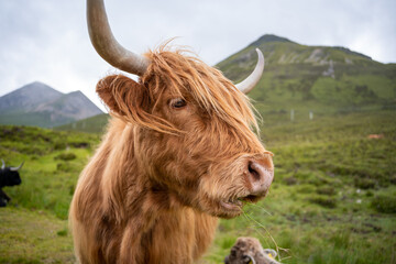 Portrait of a highland cattle in the wild.