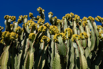Flowers of Canary island spurge pollinated by bees on blue sky