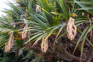 Obraz premium Unusual spiral flowers of common screwpine or pandanus utilis Bory