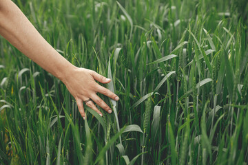Obraz premium Hand touching green wheat ears in summer field. Agriculture and cultivation. Woman holding wheat or rye ears in summer countryside. Rural slow life. Food crisis