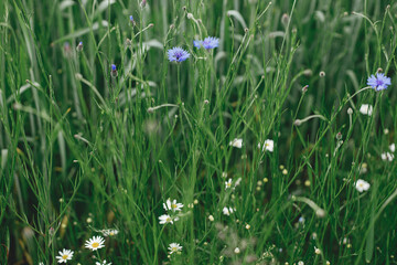 Beautiful cornflower in wheat field. Blue wildflower in green grass, selective focus. Summer in countryside, floral wallpaper. Bachelor's button, Centaurea cyanus flower.