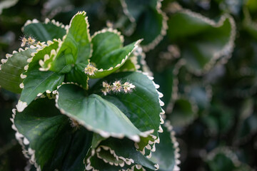 Mostly blurred variety of Copper leaf plant with white toothed edges and flower
