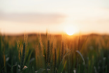 Fototapeta na wymiar Wheat field in warm sunset light. Wheat or rye ears and stems close up in evening sunshine. Tranquil atmospheric moment. Agriculture and cultivation. Summer in countryside, wallpaper