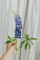Hand holding purple lupine on rustic background.  Lupine flower close up in hand. Gathering and arranging summer wildflowers at home in countryside