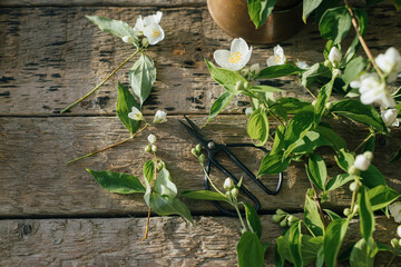 Beautiful jasmine flowers and scissors on rustic wooden background in sunny light. Gathering and...