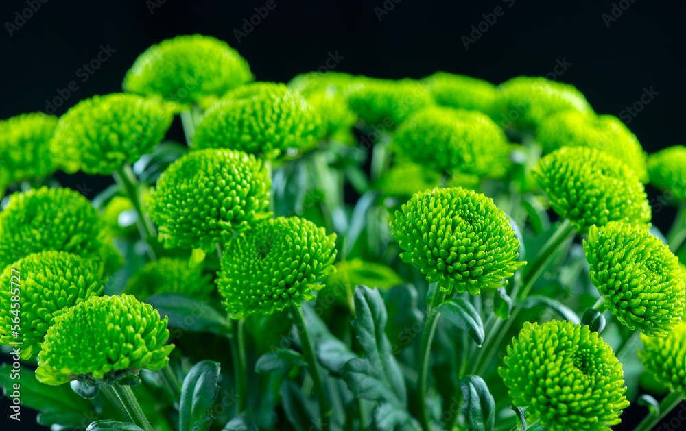 Wall mural Chrysanthemum flowers over black background. Beautiful green autumn golden-daisy flower bouquet close up, bunch of beauty flowers