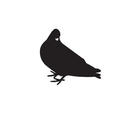 pigeon isolated on white background
