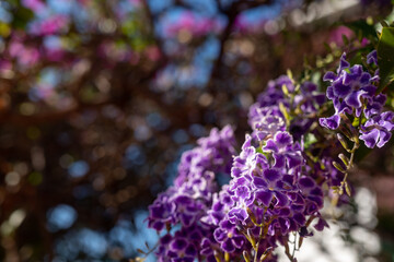 Lilac or lavender flowers of golden dewdrops, skyflower or duranta erecta