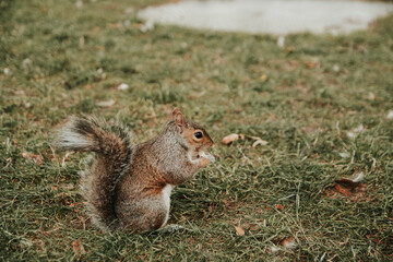 a squirrel stands on its hind legs in the grass