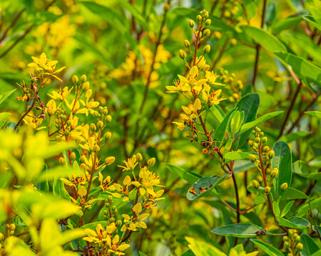Golden thryallis flower in ful bloom in garden