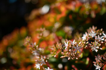 White flowers of Jade plant pollintated by a bee. Red edges of green leaves