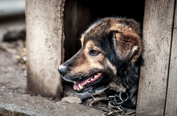 A dog on a chain guards the territory. The dog lives in captivity, suffers from inhumane treatment...