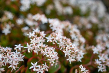 White flowers of Jade plant. Red edges of green leaves