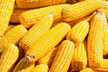 Background of ripe yellow maize under sunlight. Agriculture, harvesting, good crop, heap of corn...