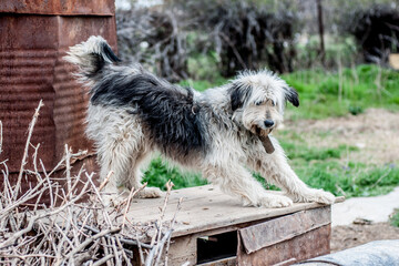 A dog on a chain guards the territory. The dog lives in captivity, suffers from inhumane treatment...
