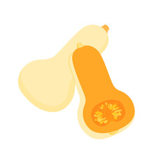 野菜イラスト　バターナッツかぼちゃとその断面.