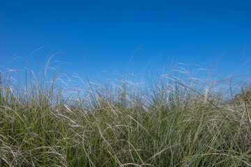 High dry grass on clear blue sky background. Field on a sunny day