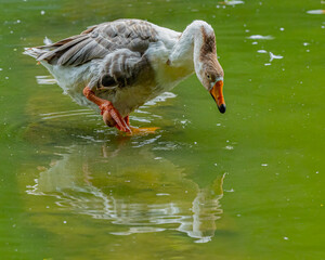 A Grey geese in a lake