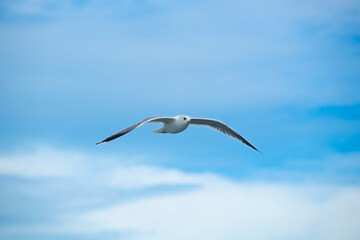 Seagull flying high on the wind. flying gull. Seagull flying on beautiful blue sky and cloud.

