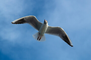 Seagull flying high on the wind. flying gull. Seagull flying on beautiful blue sky and cloud.
