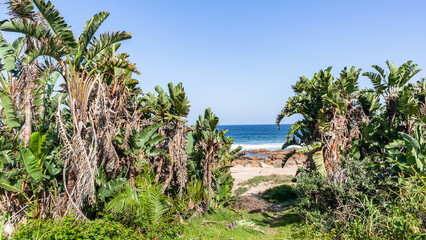 Fototapeta na wymiar Beach Tropical Climate Pathway Trees Beach Ocean