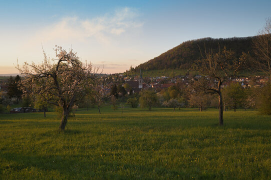 Obstbäume auf einer Wiese vor dem Ort Gönningen in Baden-Württemberg, Deutschland