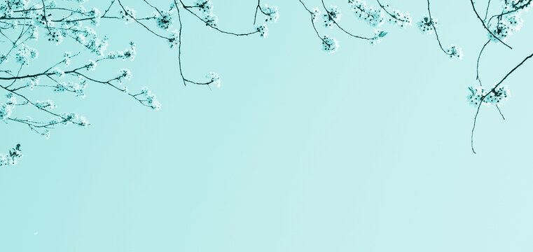 Zarte Blüten eines Kirschbaumes isoliert und freigestellt mit Textfreiraum in türkis - Hintergrund und Banner	