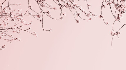 Zarte Blüten eines Kirschbaumes isoliert und freigestellt mit Textfreiraum in Rosa und Pink -...