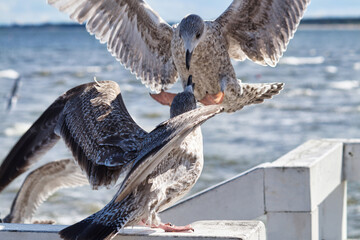 Two seagulls attack each other on the pier railing