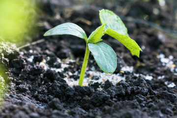 Cucumber seedling just planted in to soil, cucumber plant fertilized with crushed eggshells, gardening and growing cucumbers concept, copy space
