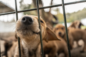 cachorros esperando ser adoptados en un refugio de animales