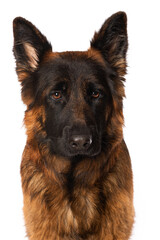 German shepherd dog on white background