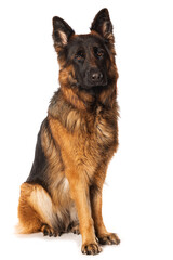 German shepherd dog on white background