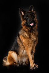 German shepherd dog on black background
