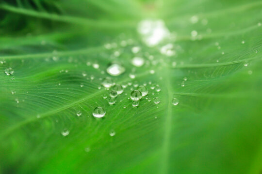 water on the taro leaves
