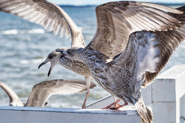 Two seagulls fight each other on the railing of the pier
