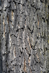 Eastern black walnut bark detail